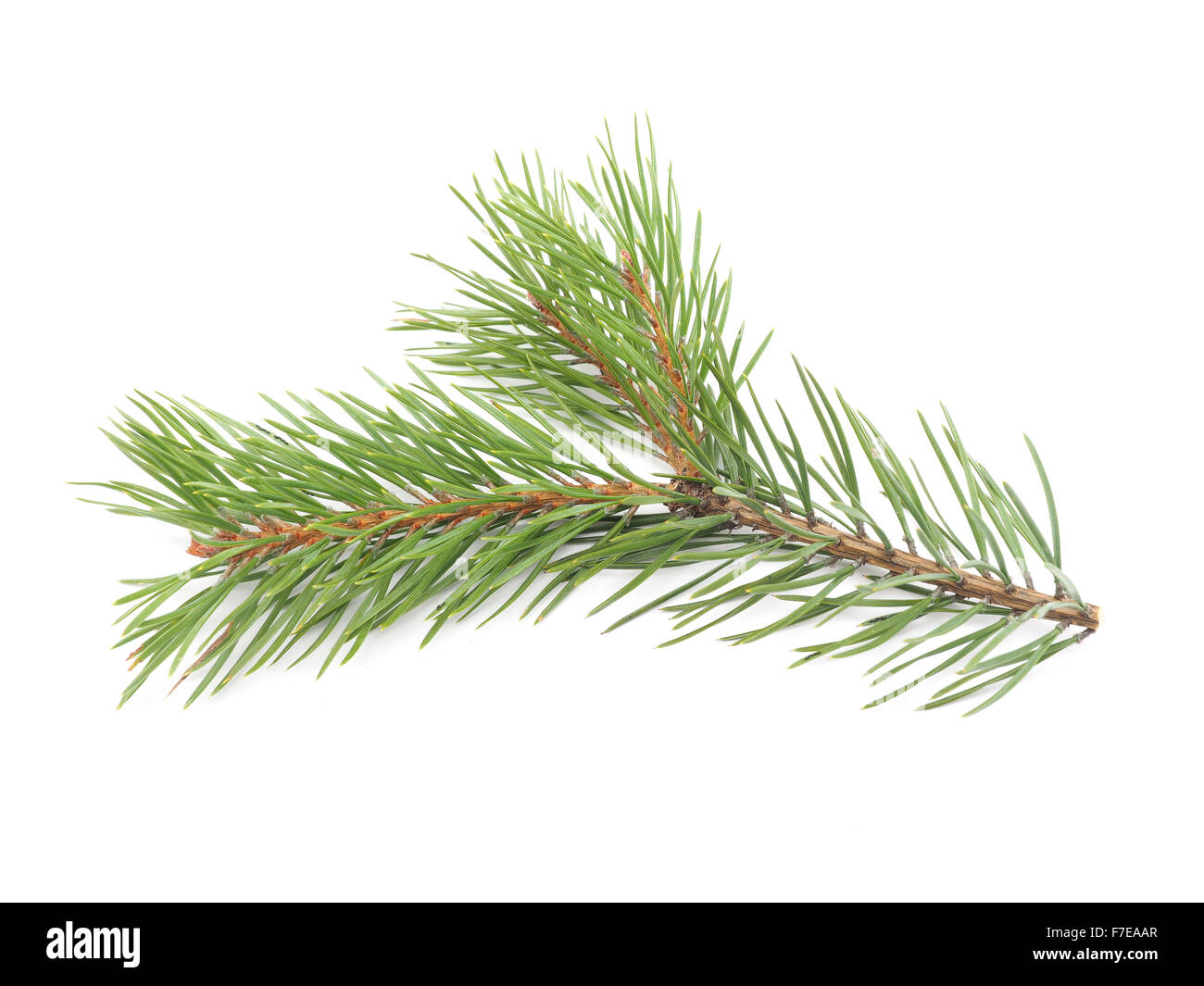 pine branches on a white background Stock Photo - Alamy