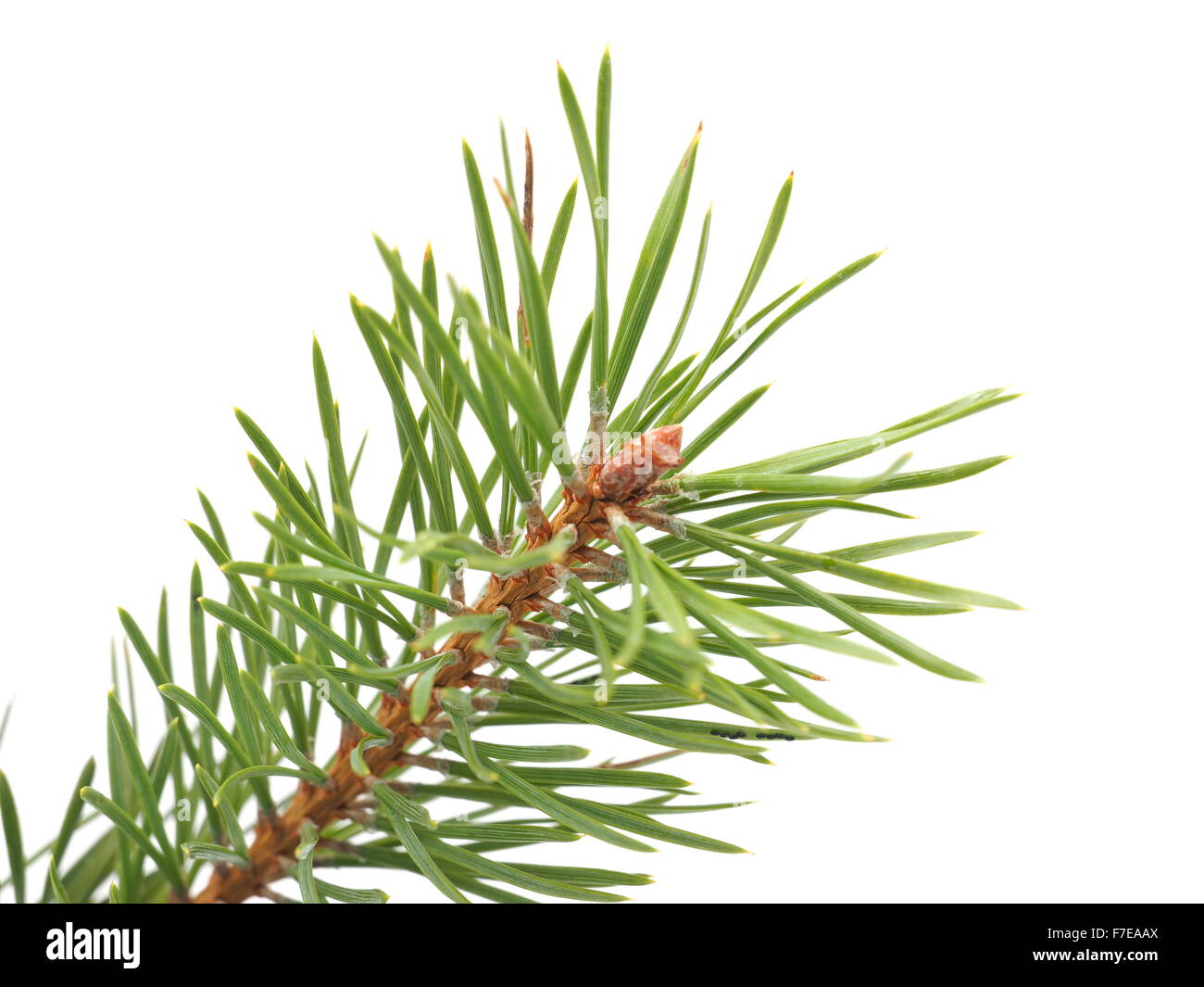 pine branches on a white background Stock Photo - Alamy