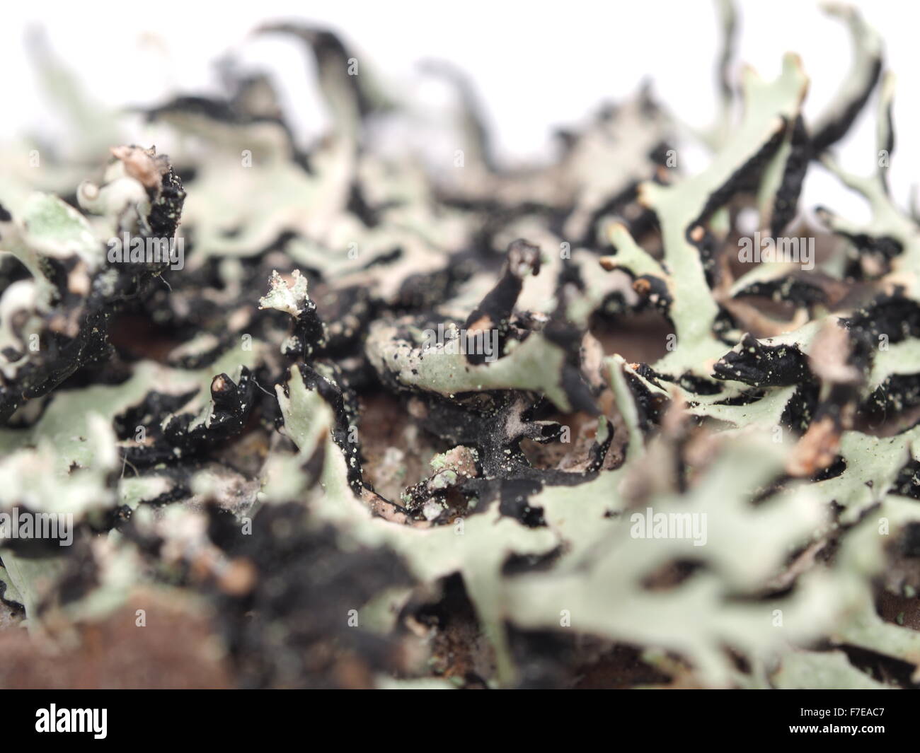 Lichen on a white background Stock Photo