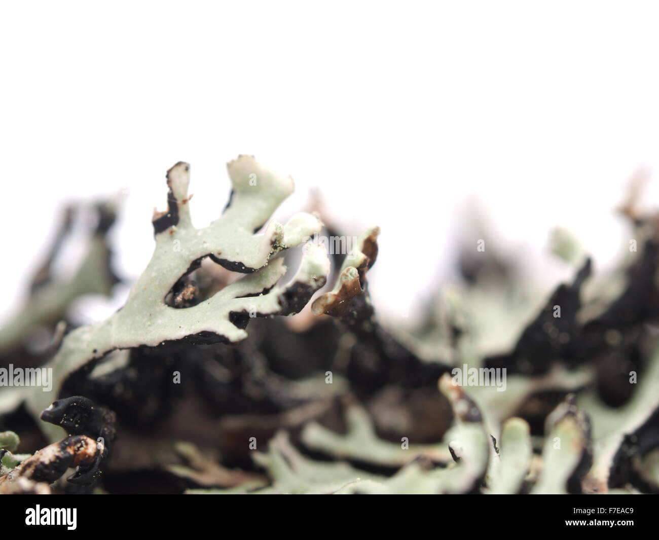 Lichen on a white background Stock Photo
