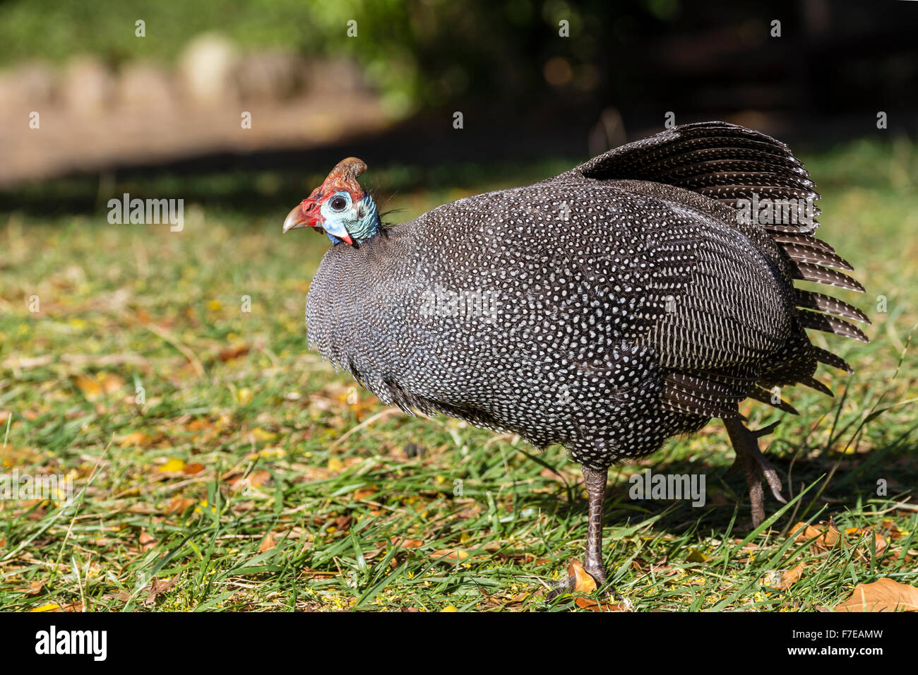 Wild Guinea Fowl Bird Stock Photo - Alamy