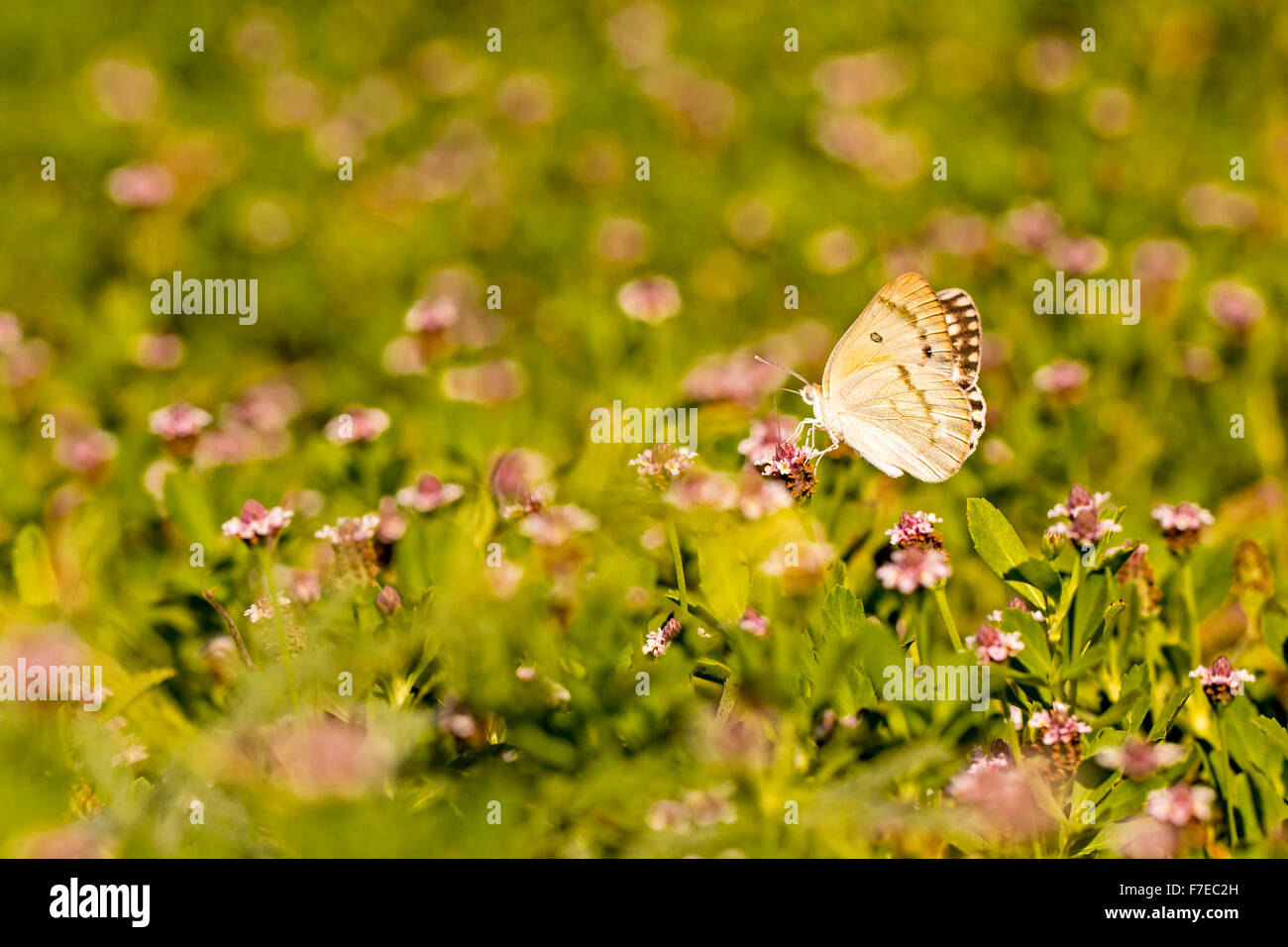 The Large Salmon Arab butterfly, (Colotis fausta syn Madais fausta) is a small butterfly of the Family Pieridae, which is found Stock Photo