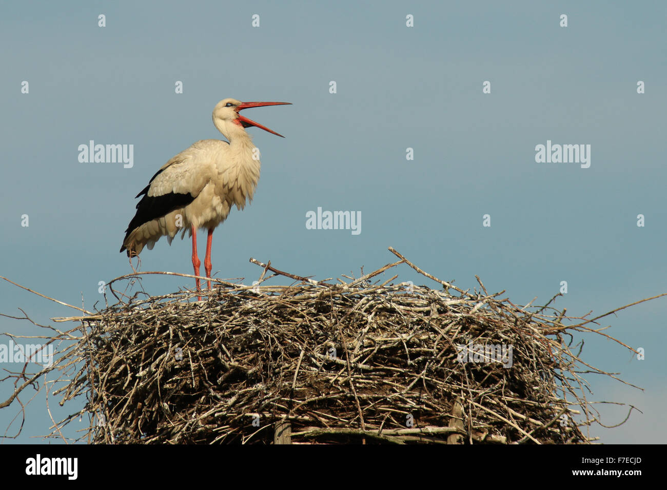 White stork (Ciconia ciconia) standing in its nest, Minden-Lübbecke district, North Rhine-Westphalia, Germany Stock Photo