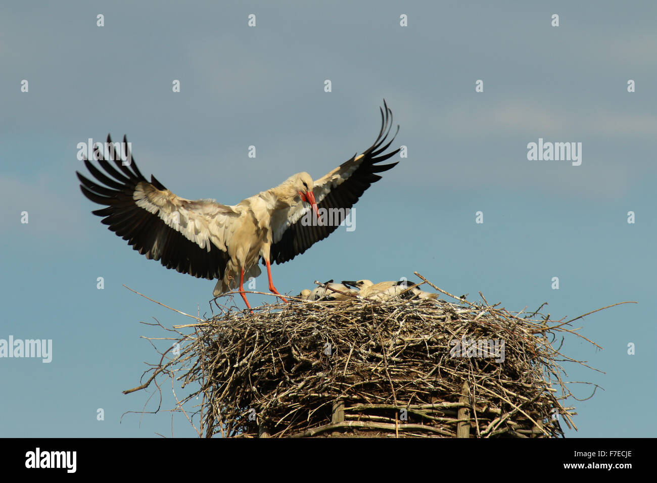 White stork (Ciconia ciconia), approaching its nest, Minden-Lübbecke district, North Rhine-Westphalia, Germany Stock Photo