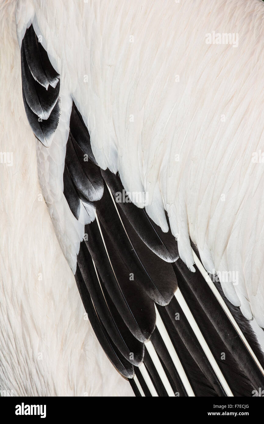 Feathers on the wing of a Dalmatian pelican (Pelecanus crispus), Germany Stock Photo