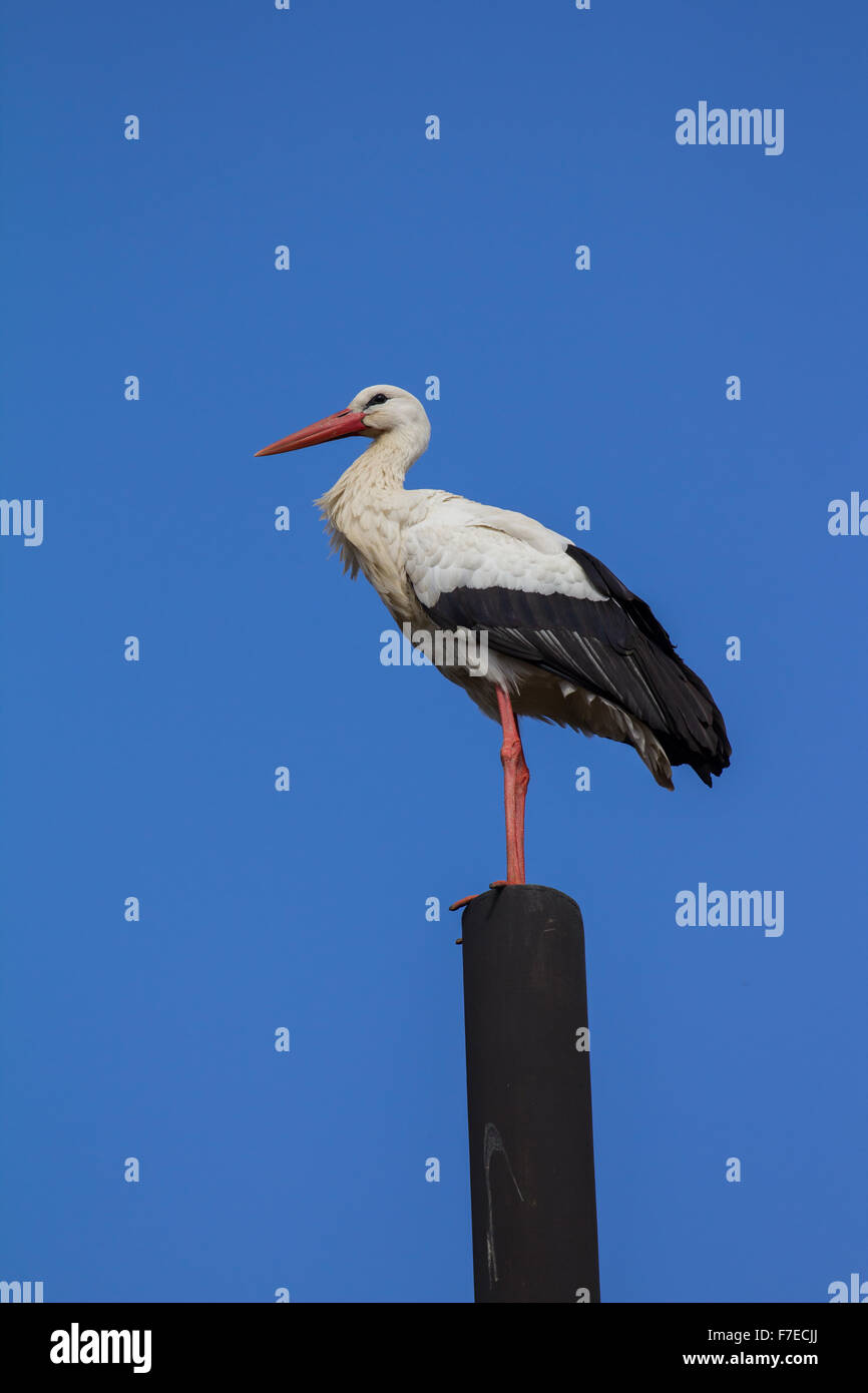 White stork (Ciconia ciconia) standing on a wooden pole, Osnabrücker Land, North Rhine-Westphalia, Germany Stock Photo