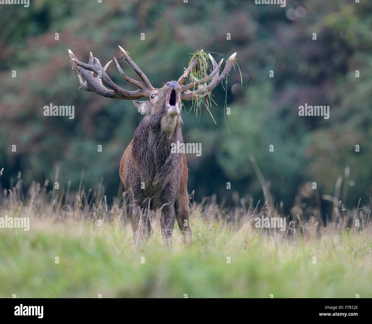 Red deer (Cervus elaphus), Royal Stag near forest, roaring, grass in antlers, Zealand, Denmark Stock Photo