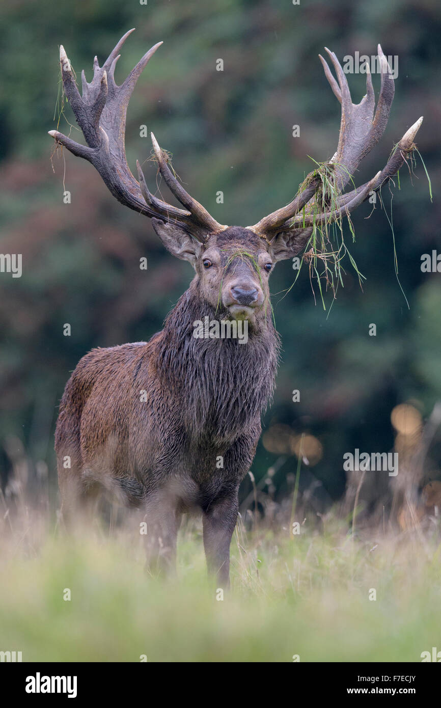 Red deer (Cervus elaphus), Royal Stag near forest, roaring, grass in antlers, Zealand, Denmark Stock Photo