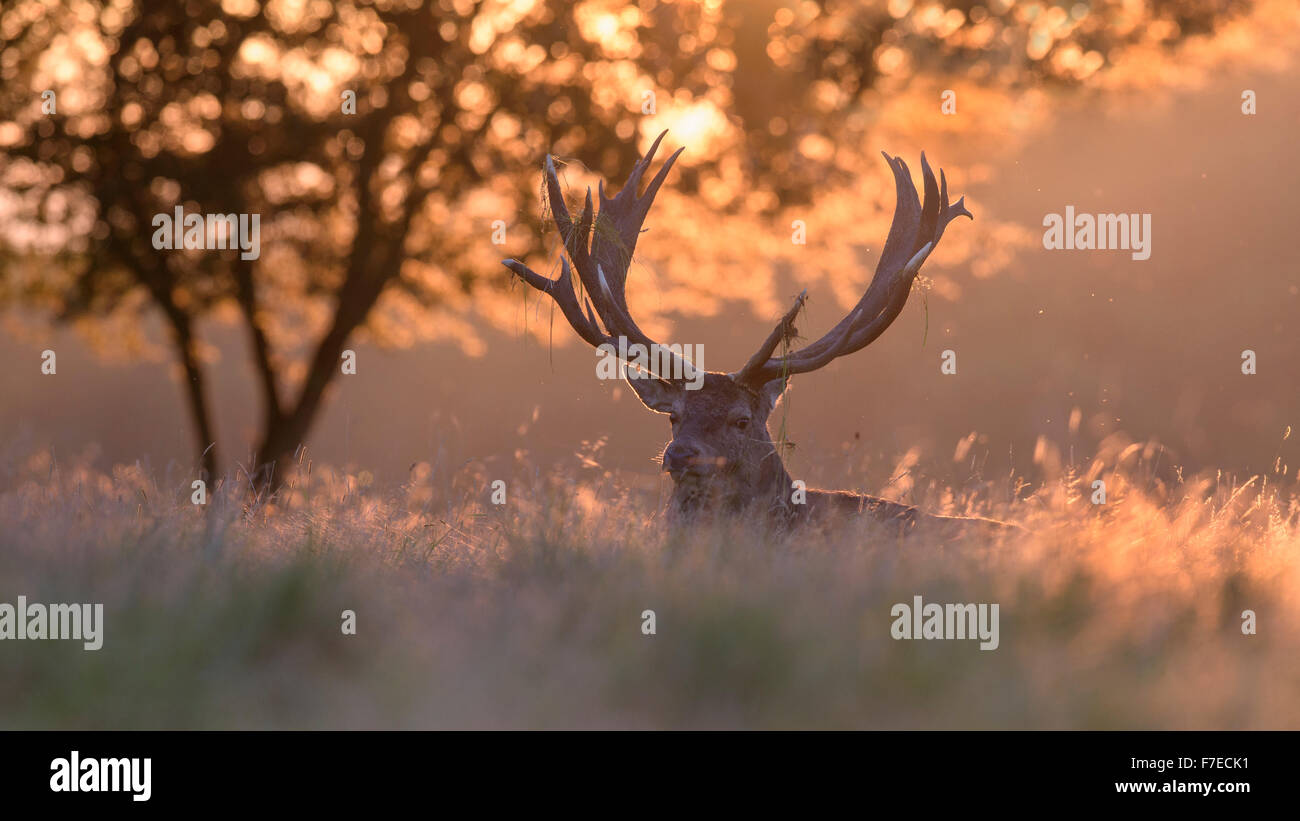 Red deer (Cervus elaphus), Royal Stag resting at sunset, Zealand, Denmark Stock Photo