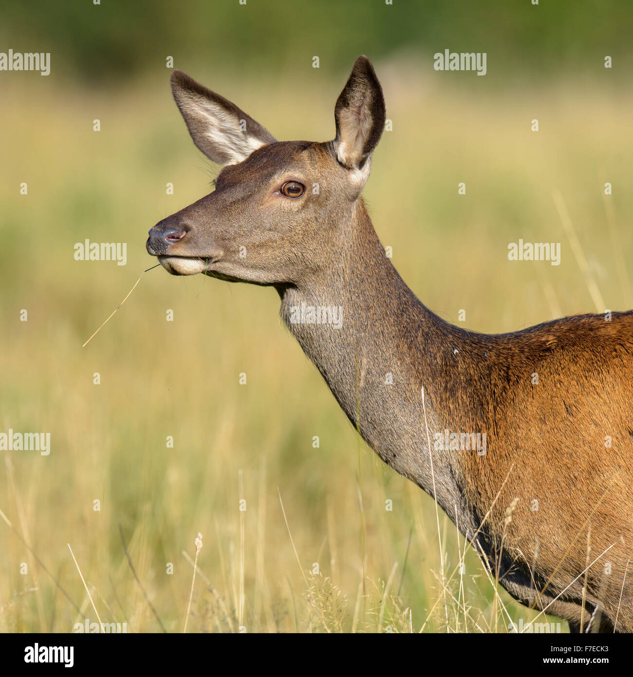 Red deer (Cervus elaphus), doe, adult, portrait, Zealand, Denmark Stock Photo
