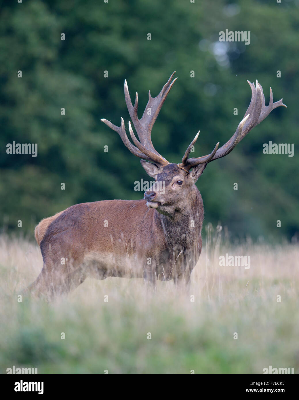 Red deer (Cervus elaphus), old Royal Stag on rutting meadow, Zealand, Denmark Stock Photo