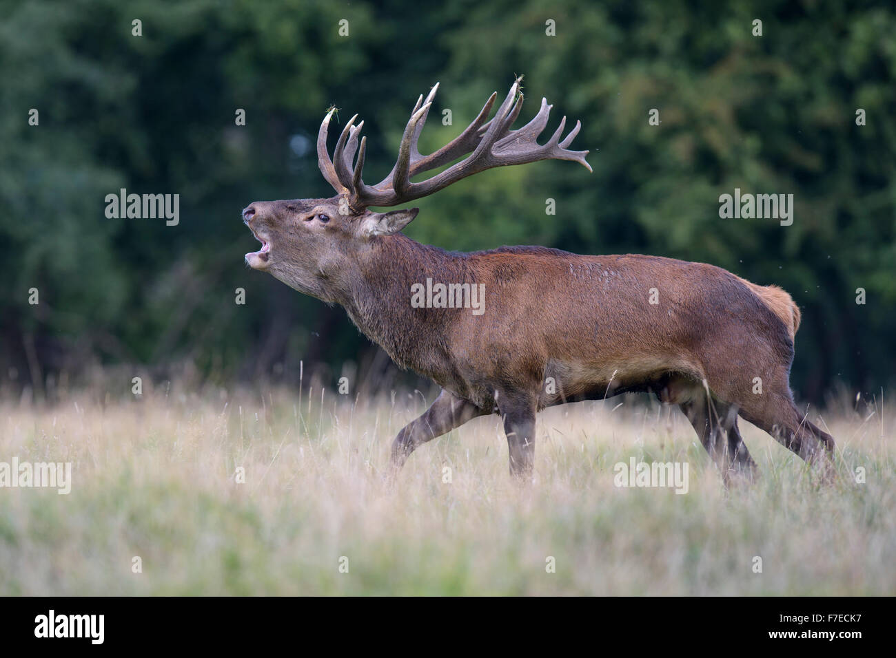Red deer (Cervus elaphus), Royal Stag roaring, Zealand, Denmark Stock Photo