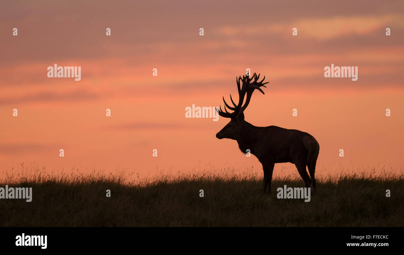 Red deer (Cervus elaphus), Royal Stag in last light, silhouette, red sky, sunset, Zealand, Denmark Stock Photo