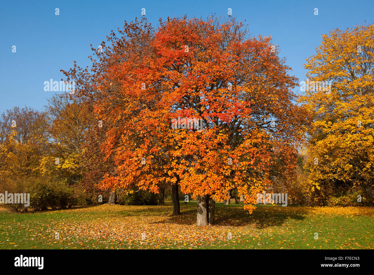 Swedish whitebeam (Sorbus intermedia) with autumnal colored leaves, Park, Erfurt, Thuringia, Germany Stock Photo