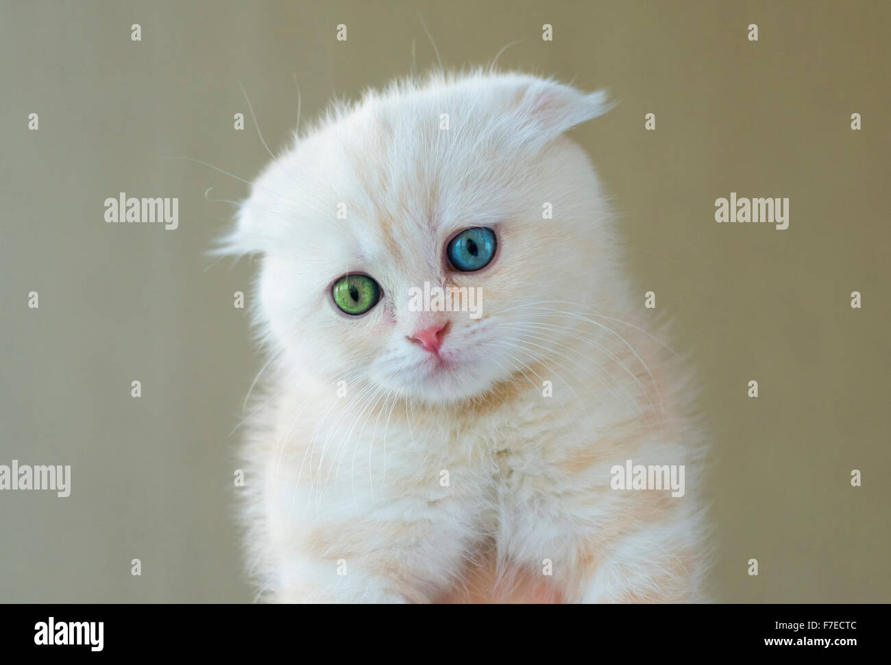 The cat is playing with a kitten on green grass Stock Photo - Alamy