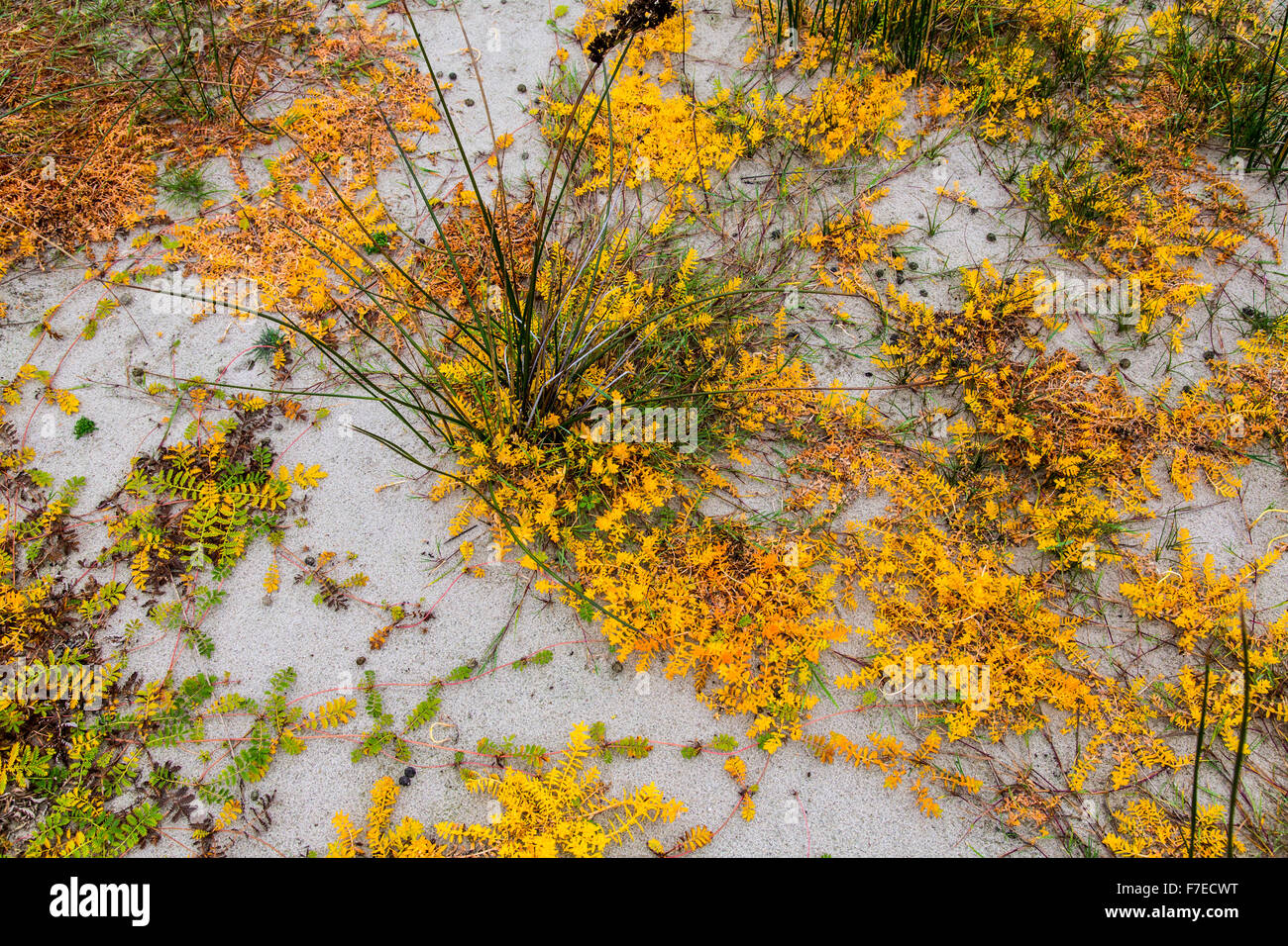 Beach grass and lichen growths in autumnal colors, North Sea island of Spiekeroog, Germany Stock Photo