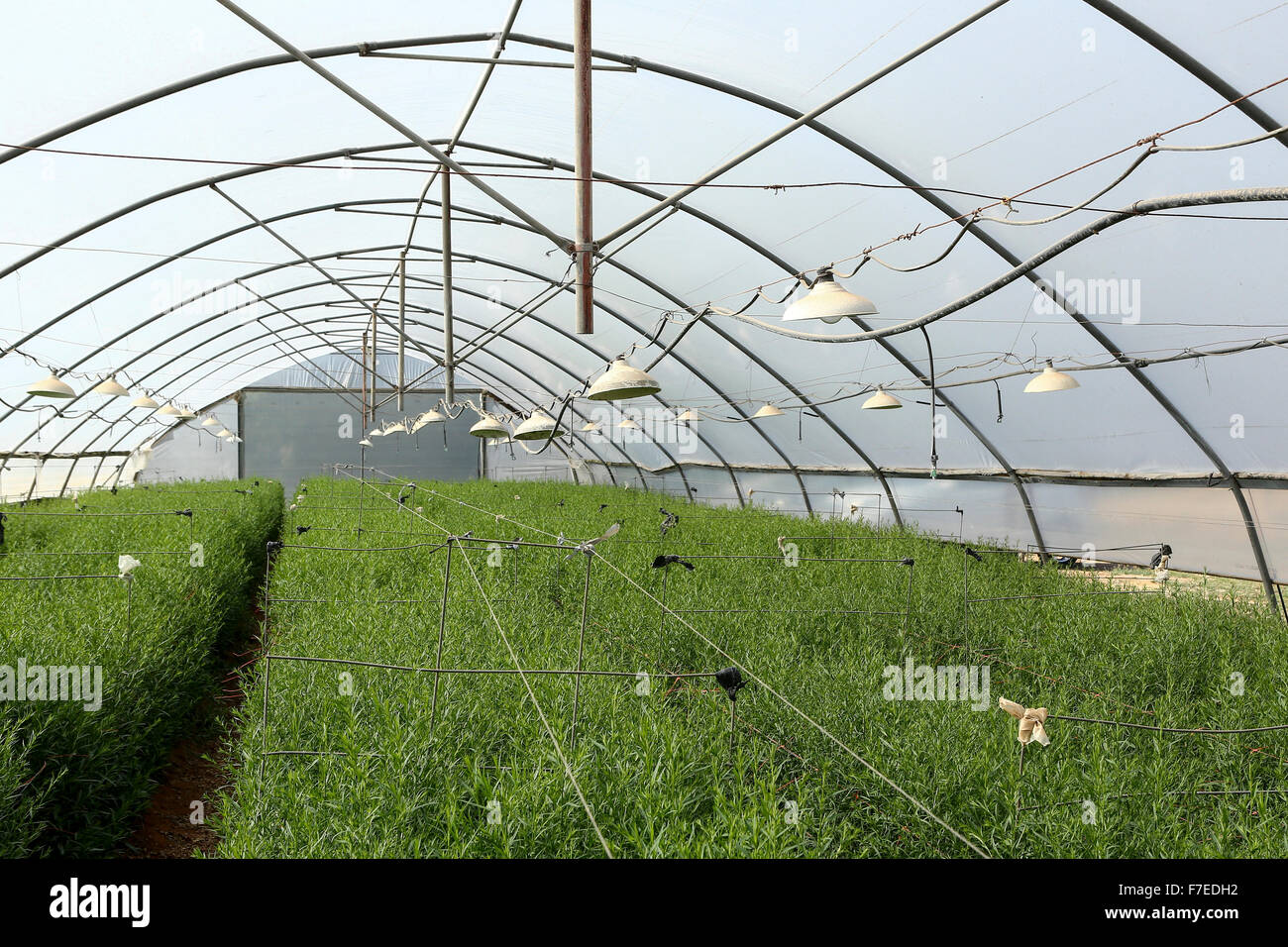 Organic farming. green herbs (Rosemary, Rosmarinus officinalis) grow in a hothouse Stock Photo