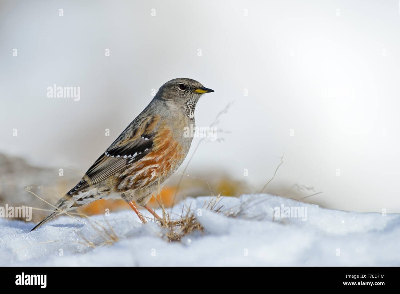 Alpine accentor / Alpenbraunelle ( Prunella collaris ) stands in snow with some grass comes through to find seeds. Stock Photo