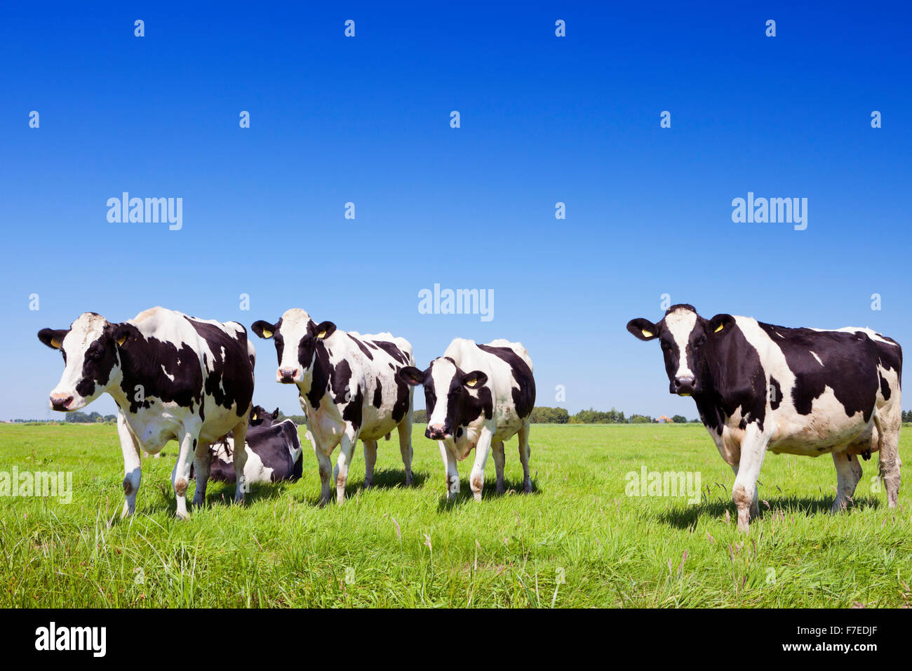 Black and white cows in a grassy field on a bright and sunny day in The ...