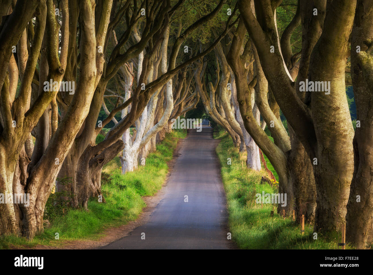 Beech tree avenue, The Dark Hedges, Ballymoney, County Antrim, Northern Ireland, United Kingdom
