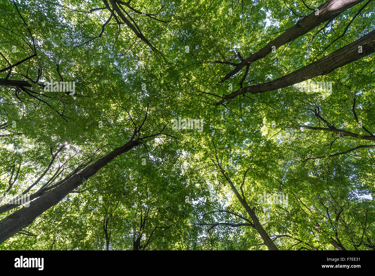Trees, tree canopy, Park Ogród Saski, Warsaw, Mazovia Province, Poland Stock Photo
