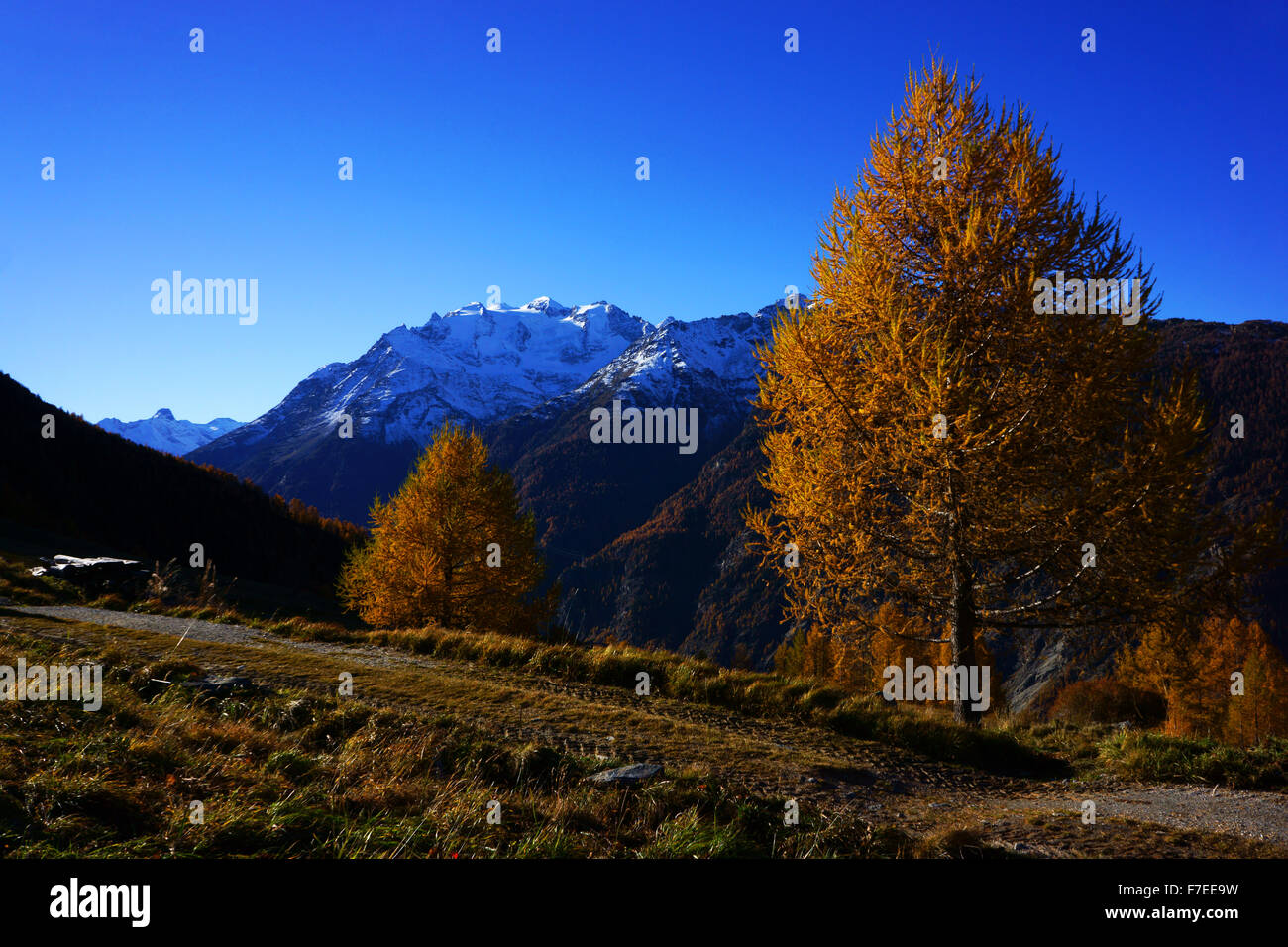 Mischabel mountains above Saas valley seen from Gsponer trail, autumn Larch trees, Valais, Wallis, Swiss alps, Switzerland Stock Photo
