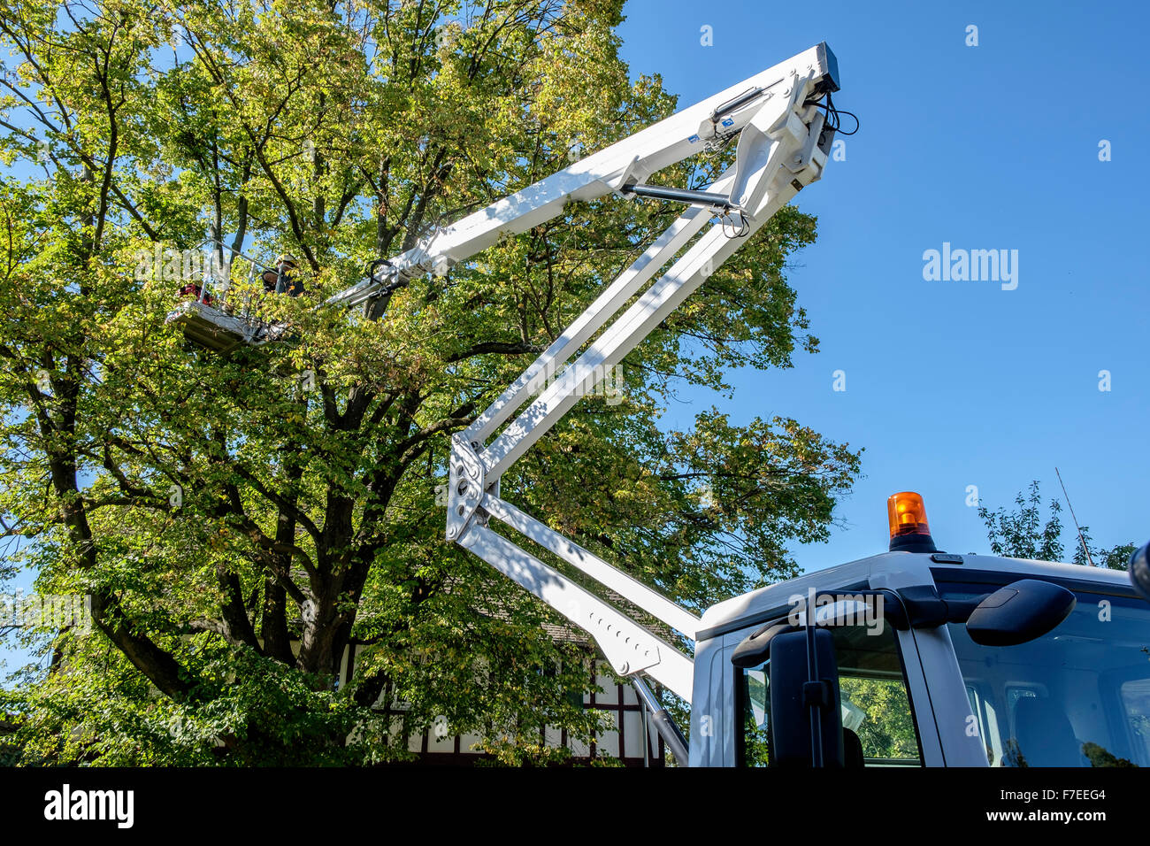 Old lime, also linden or basswood (Tilia sp.) tree branches being cut, lifting platform, arboriculture Stock Photo