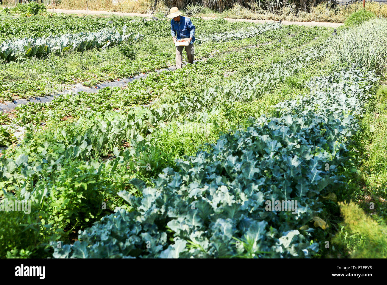 Organic farming. a small strawberry patch Stock Photo