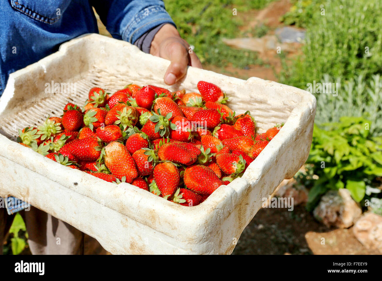 Organic farming. a small strawberry patch Stock Photo