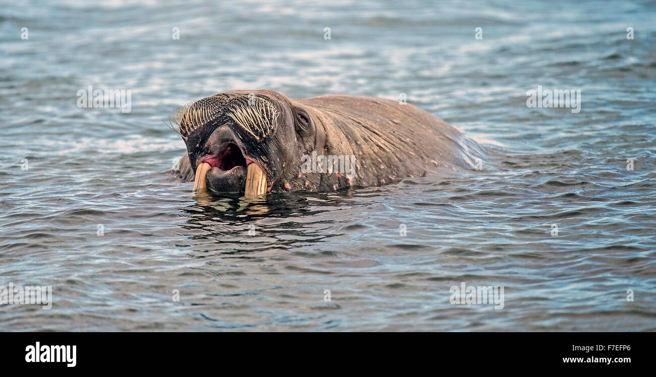 Walrus (Odobenus rosmarus) in water, Spitsbergen, Arctic, Norway Stock Photo