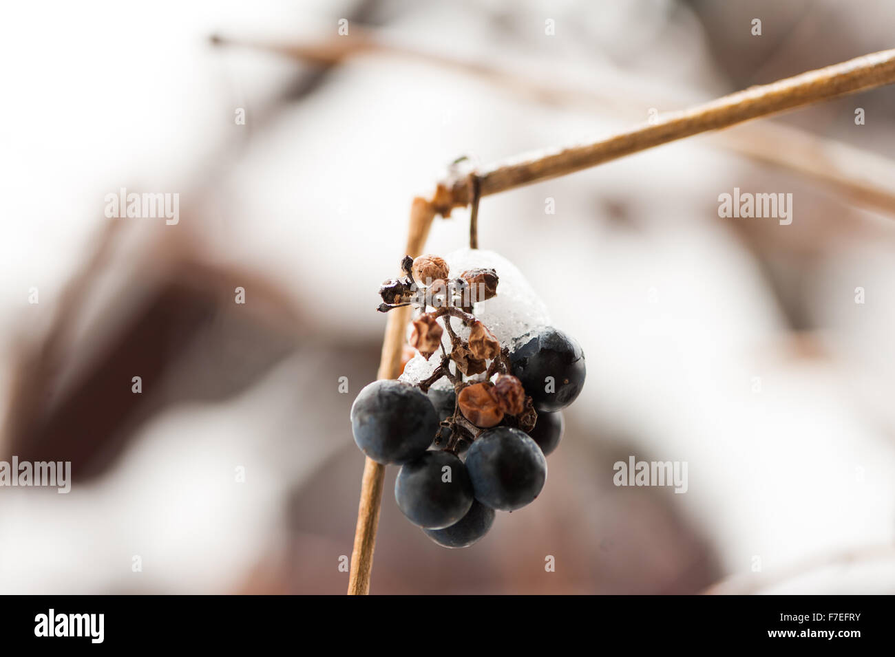 Grapes in the snow Stock Photo Alamy