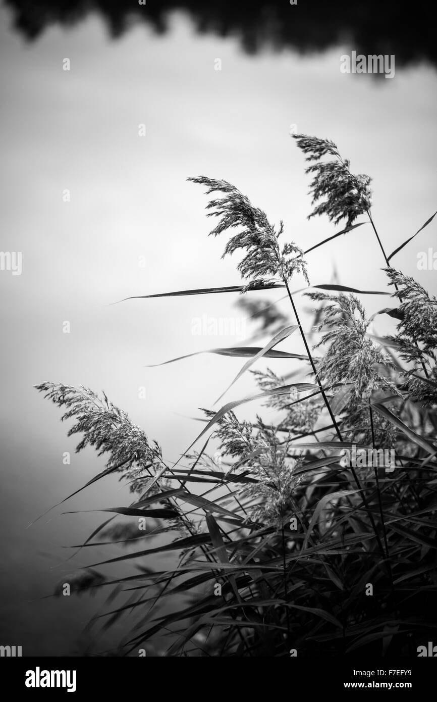 Australian grass tree Black and White Stock Photos & Images - Alamy