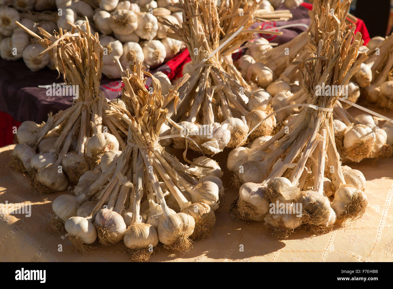 Bunches of Spanish garlic bulbs ready for market Stock Photo Alamy