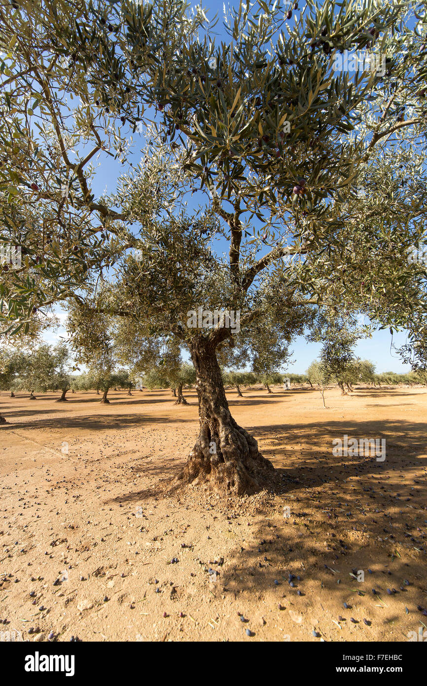 Olive tree with gnarled trunk and spreading branches olives lying around tree. Stock Photo