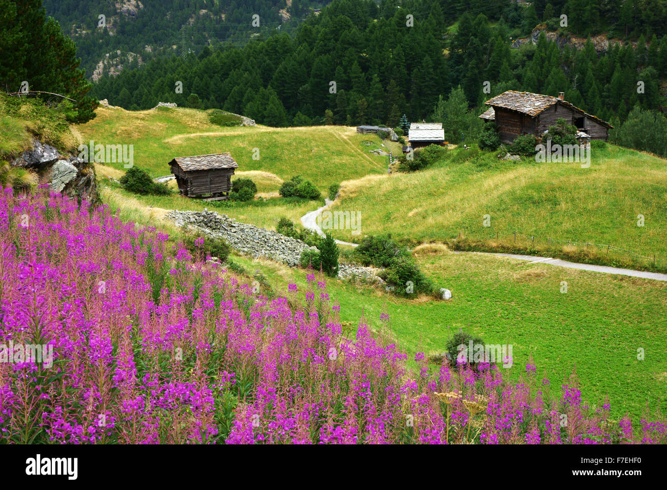 Barns  on alpine meadow with fireweed flowers, Zmutt, above Zermatt, Valais, wallis, Swiss alps, Switzerland Stock Photo