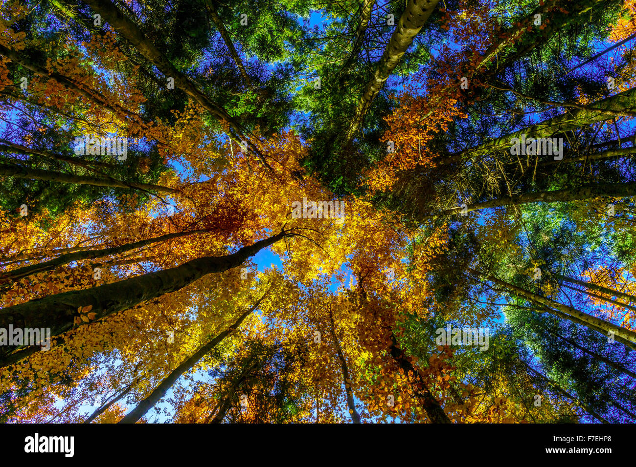 Golden autumnal trees in the forest, nature concept Stock Photo - Alamy