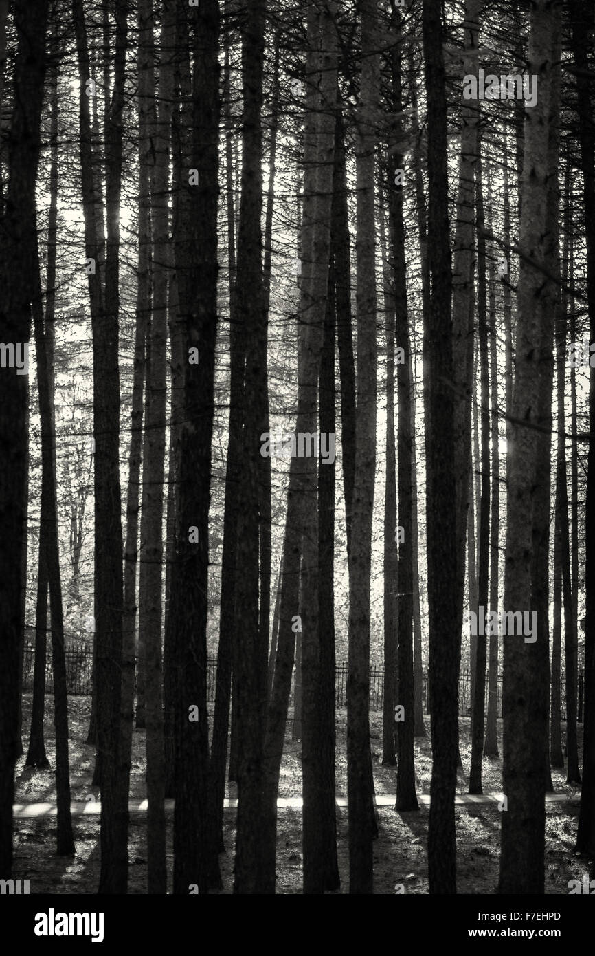 Dusk sunlight filters through very tall pine trees in a forest Stock ...