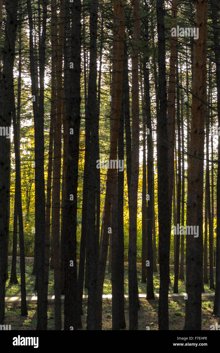 Dusk sunlight filters through very tall pine trees in a forest Stock ...