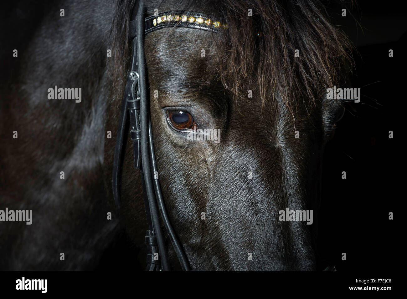 closeup-portrait-of-black-horse-in-the-dark-isolated-on-black-stock