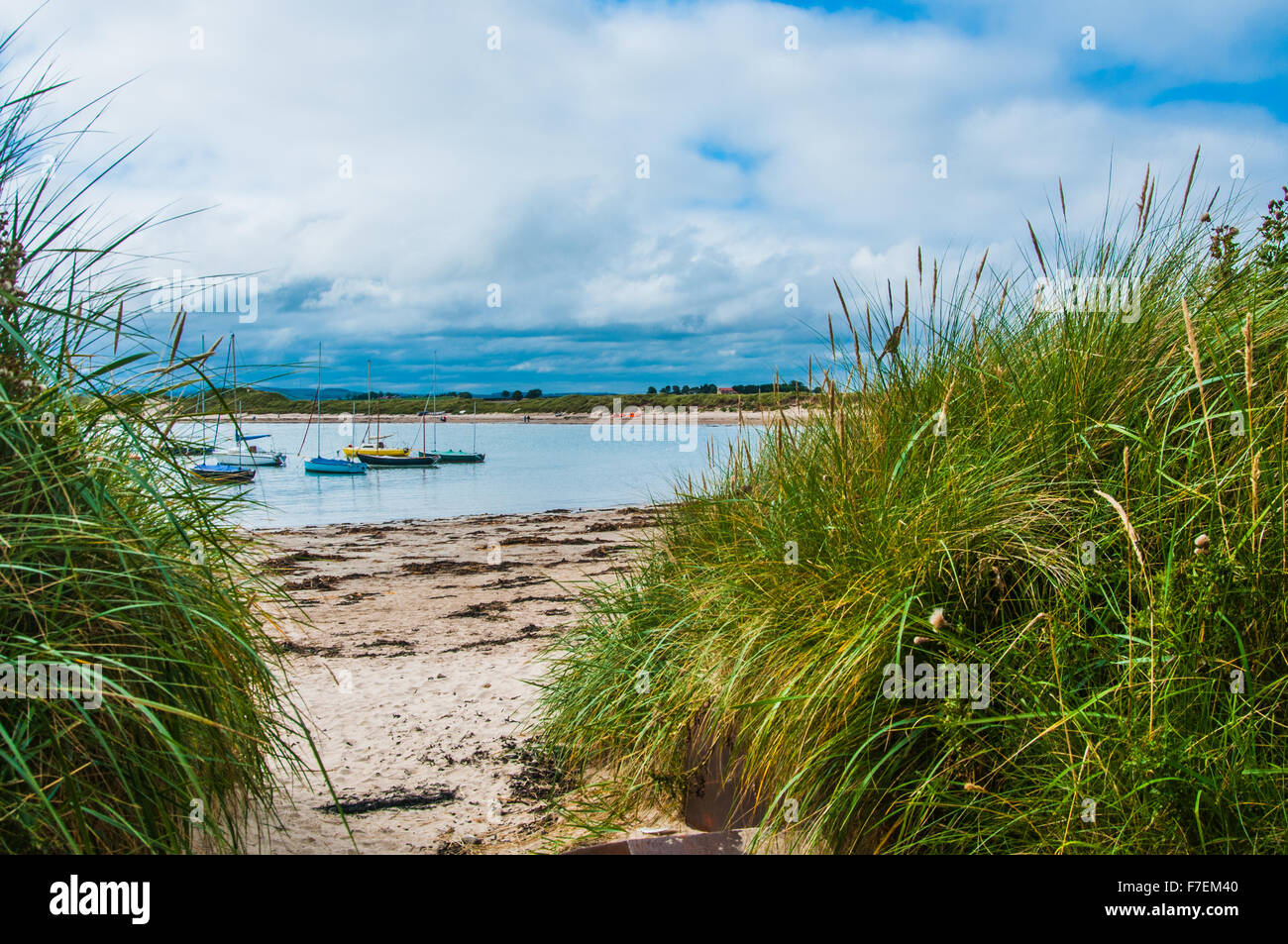a look out to the coast through the grasses in Northumberland Ray Boswell Stock Photo
