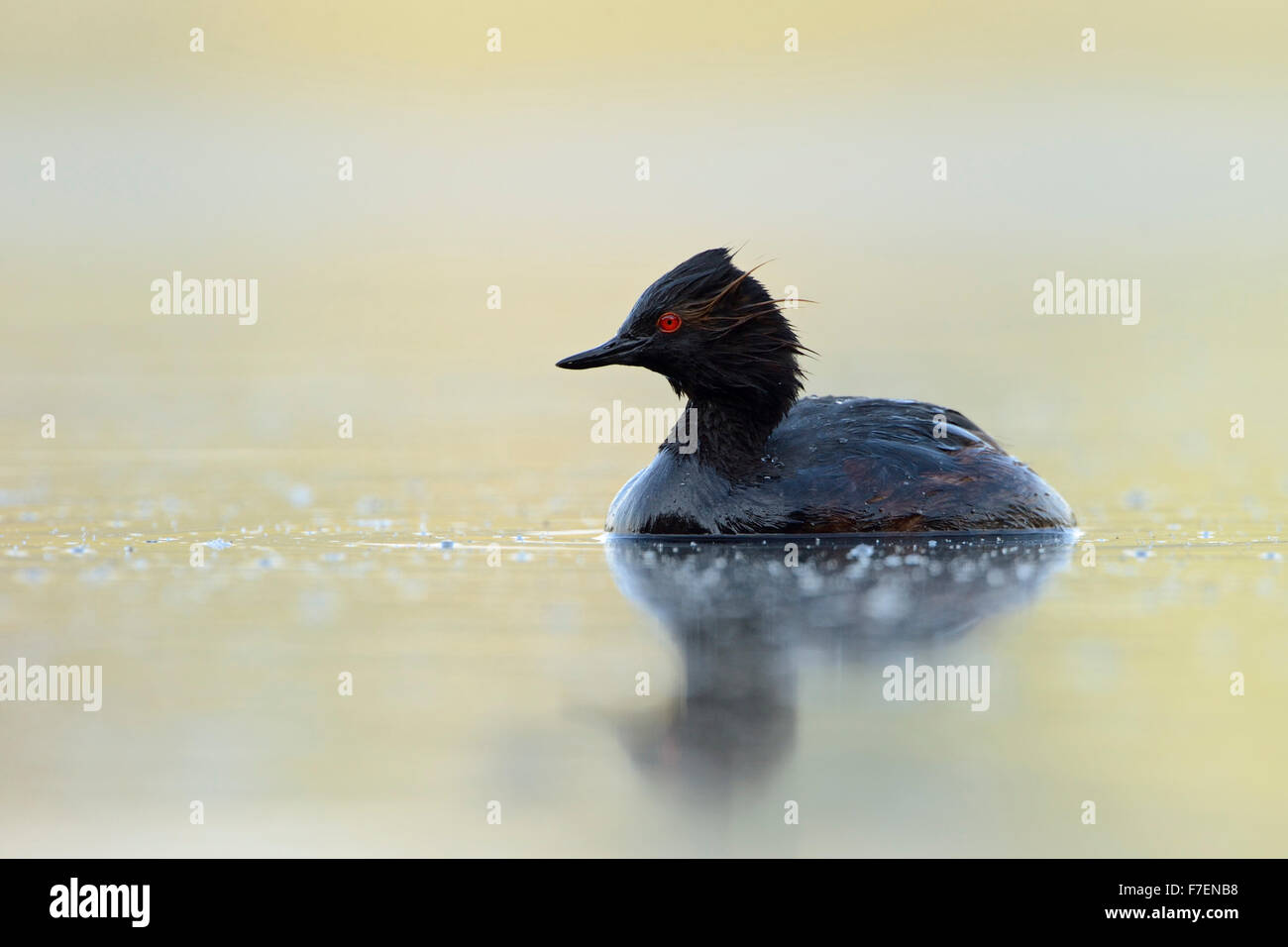 Black-necked Grebe / Eared Grebe ( Podiceps nigricollis ), wet from diving, swims on nice colored water, looking around. Stock Photo