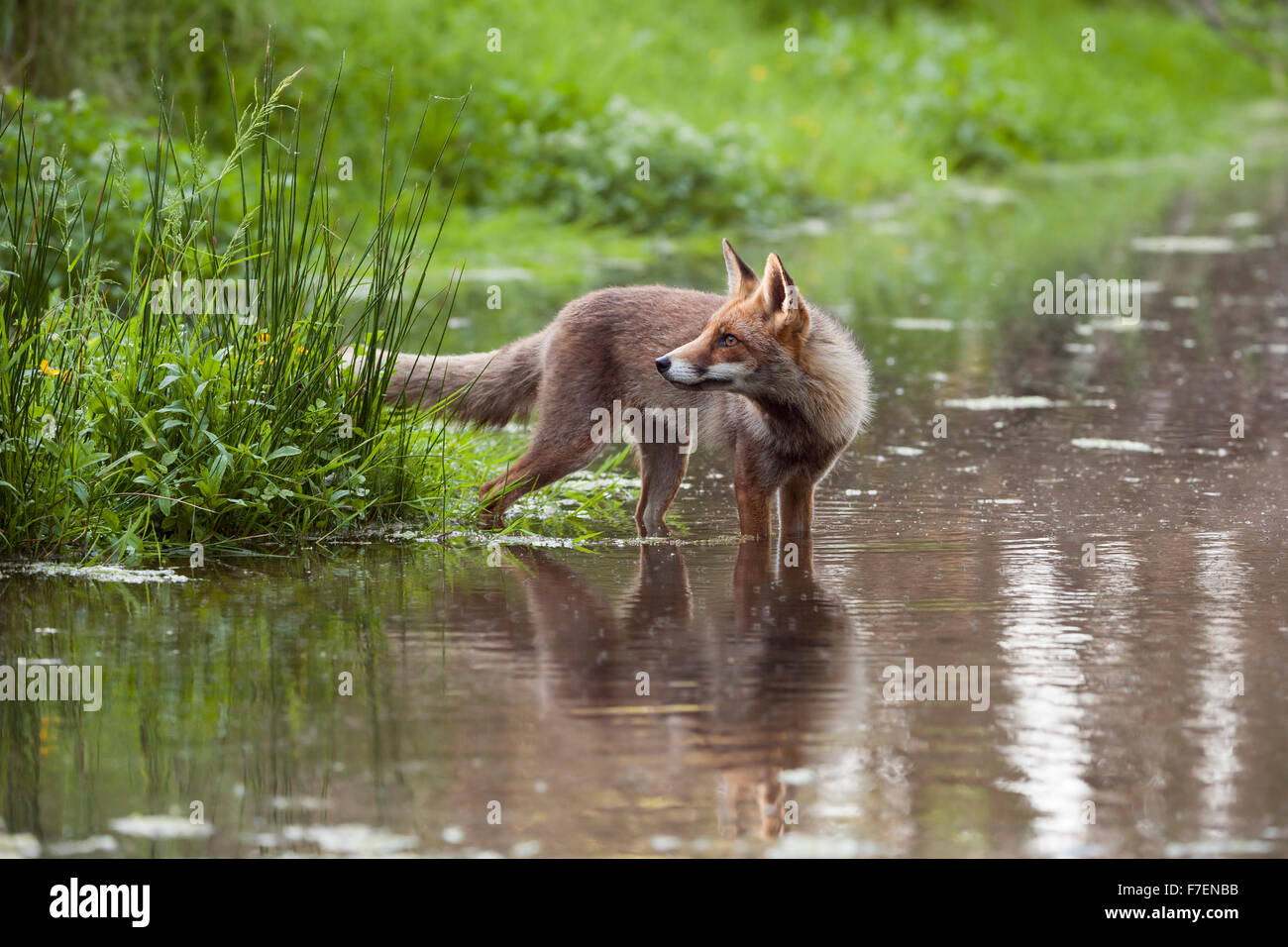 Red Fox / Rotfuchs ( Vulpes vulpes ) stands in shallow water, looks back, surrounded by high fresh green vegetation. Stock Photo