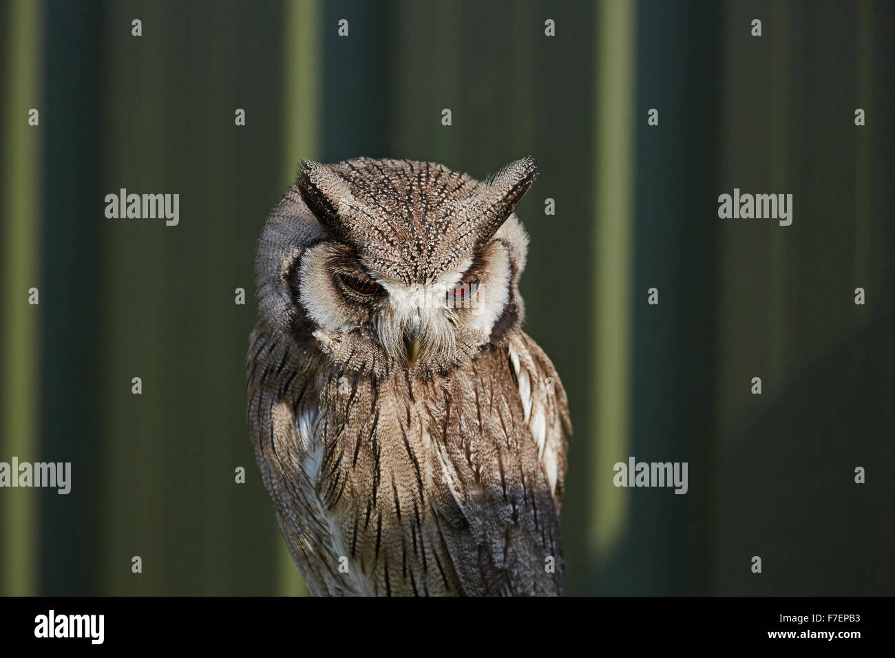 Captive White faced scops owl,Ptilopsis leucotis,with a green background. Stock Photo