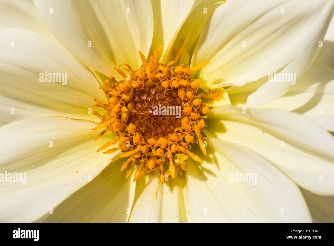 Garden insects hi-res stock photography and images - Alamy