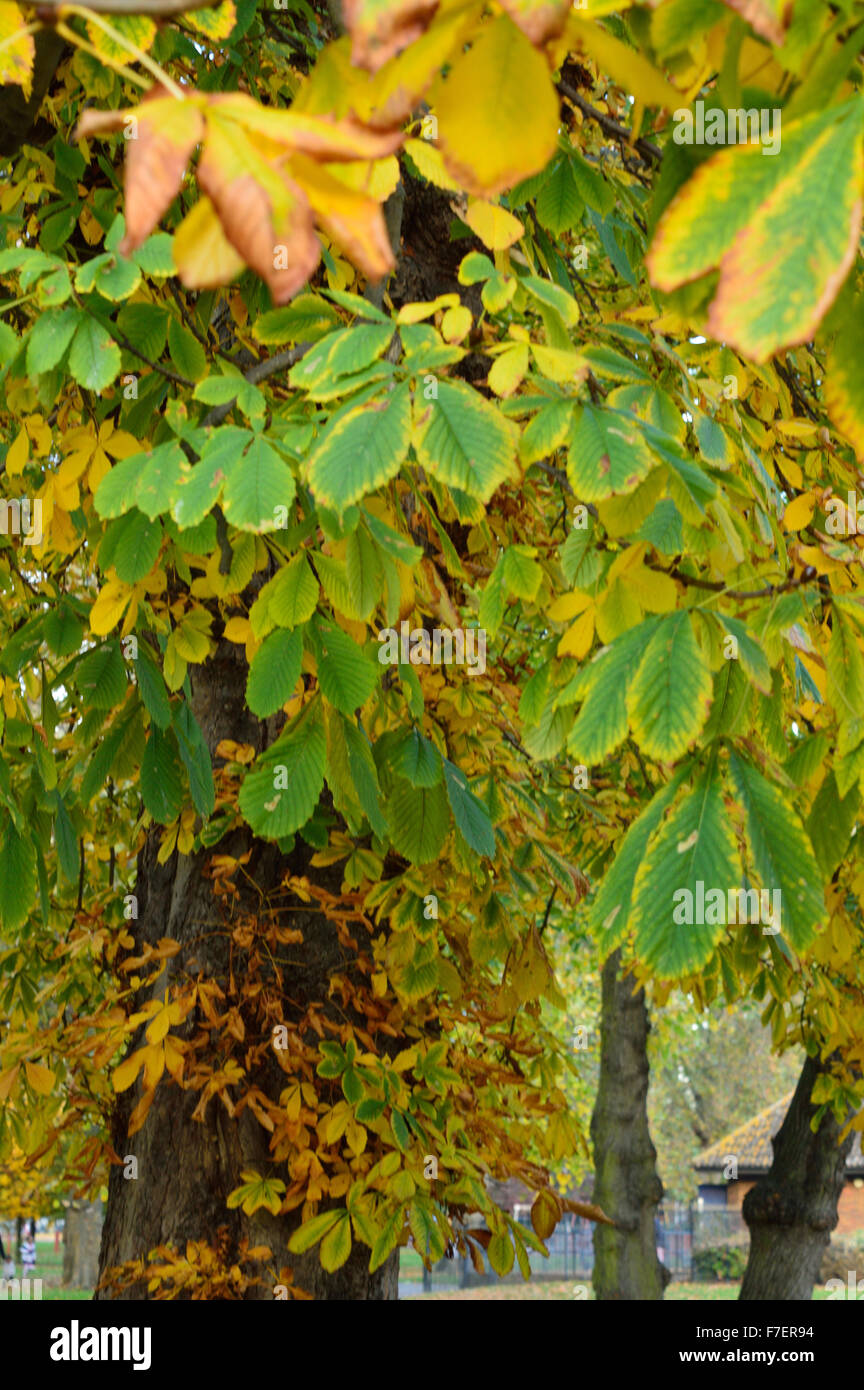 Autumn leaves in the park Stock Photo