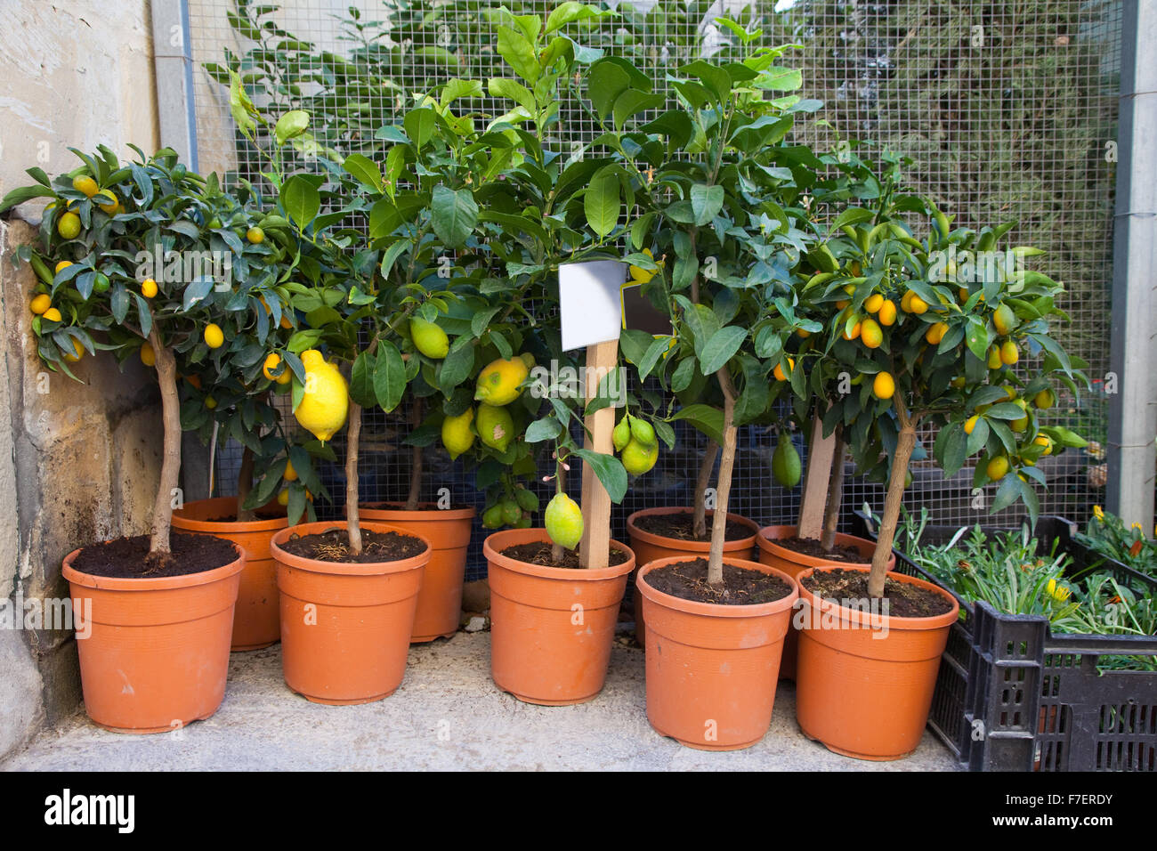 Lemon trees in pots hires stock photography and images Alamy