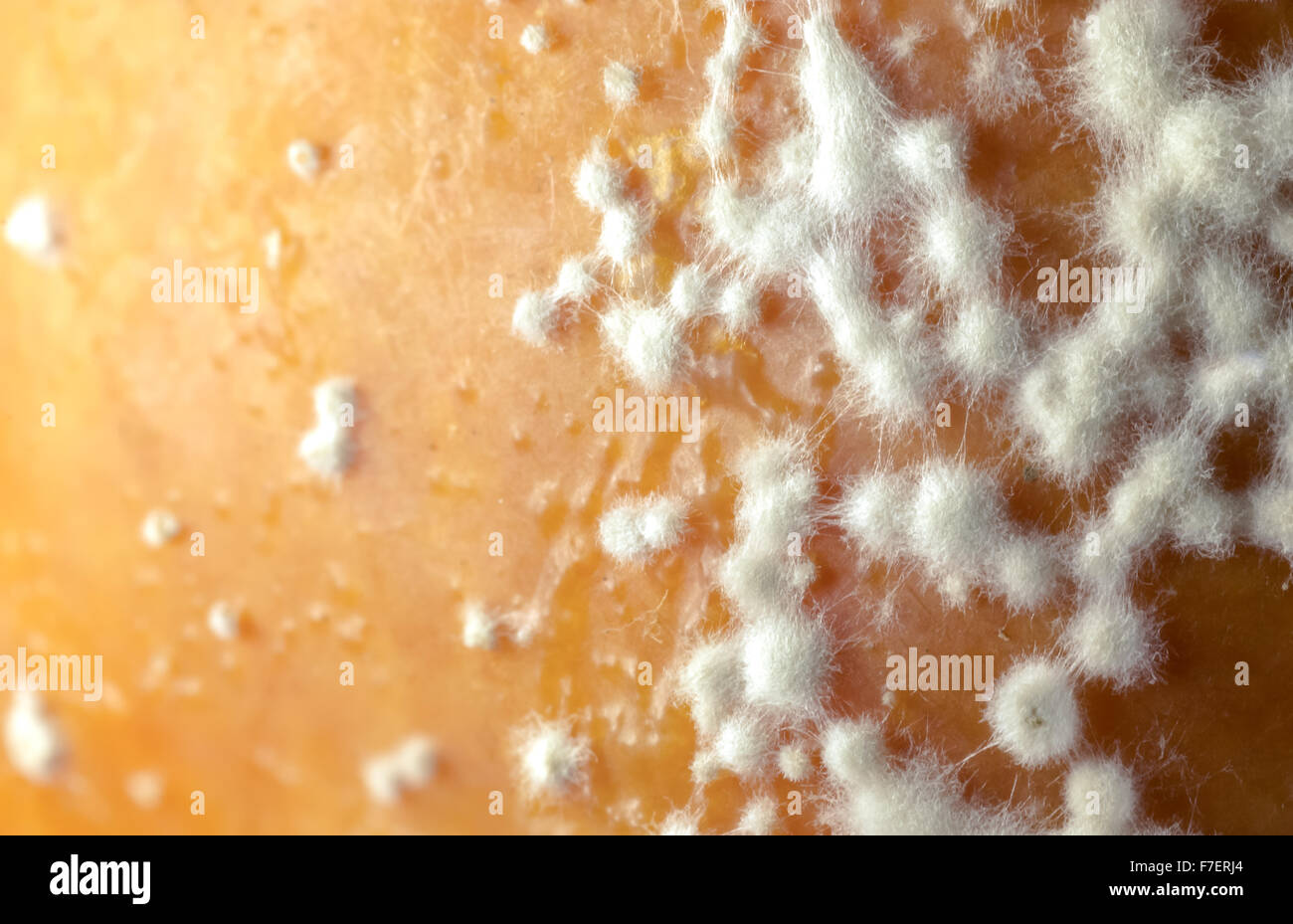 White fungal spores growing on the skin of a rotting apple Stock Photo