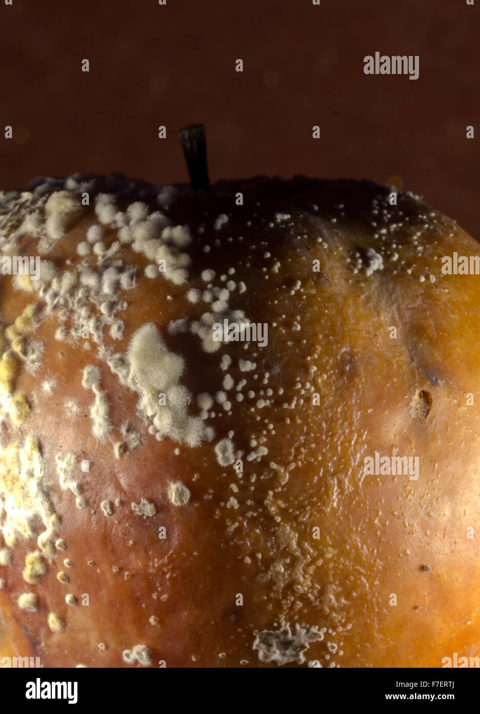 Penicillium expansum growing on the skin of an old rotting apple, often called fruit-rot. This fungal growth is the bane of all Stock Photo