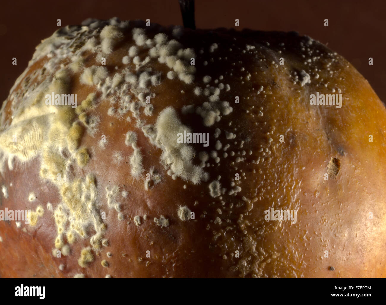 Colonies of Penicillium expansum growing on the skin of an old rotting apple, often called fruit-rot. Stock Photo