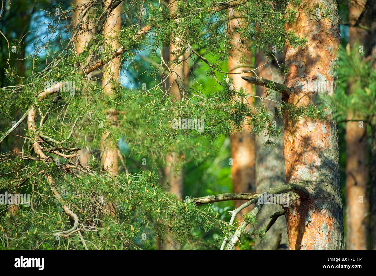 Background of closeup of pine tree forest Stock Photo - Alamy